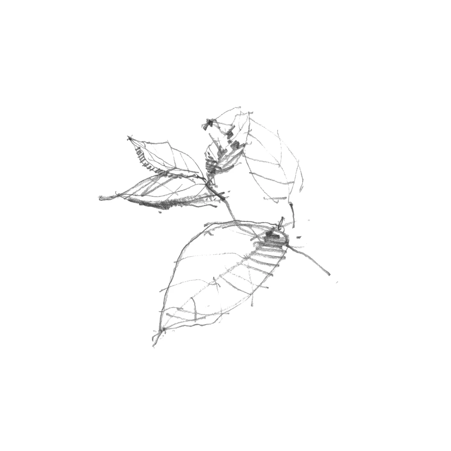 Plant study, Barcelona