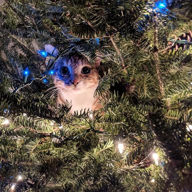 Caught 🐈 in 🌲... #happyholidays