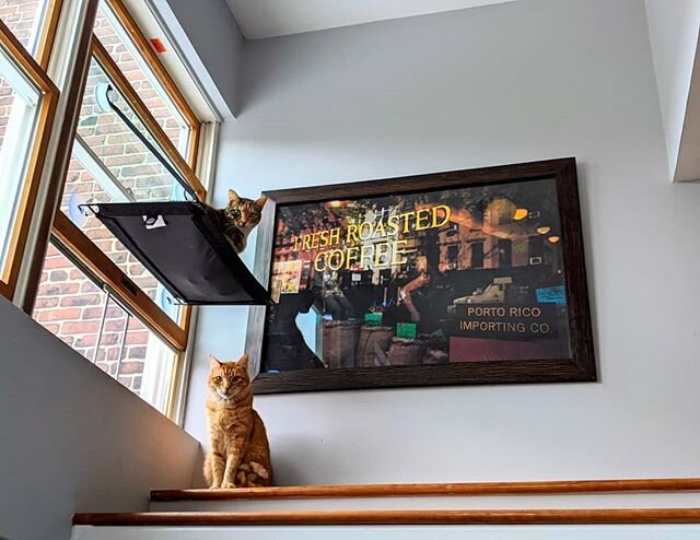 @il_jeff_degli_abissi Quarantine kitties

#quarantine2020