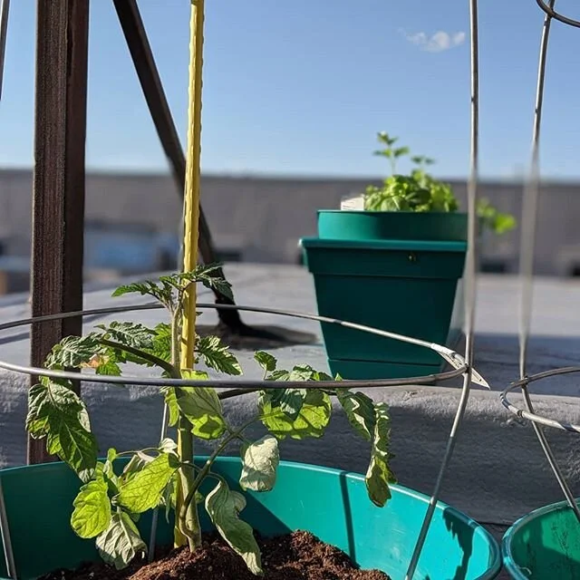Getting #herbacious on the #roof 
#urbangarden