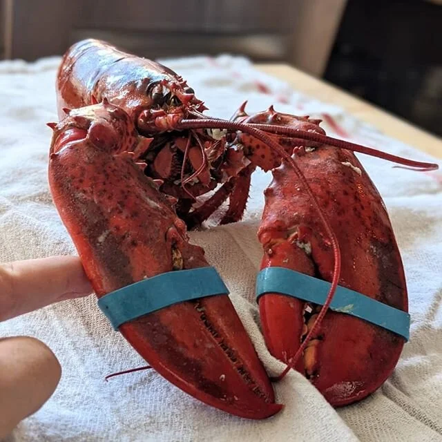 #anniversary #june #lobster #sale
#quarantine2020