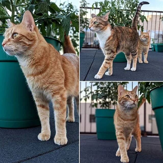 🐈🛡️🌱 #quarantine2020 #containergardening #guard #cat 
#catsofinstagram