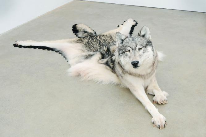 Wolf, 2009; photo credit Wayne Leidenfrost