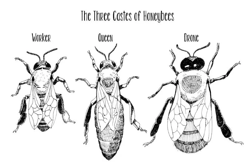 BEE WORKSHEETS FOR STUDENTS!</p> — Planet Bee Foundation