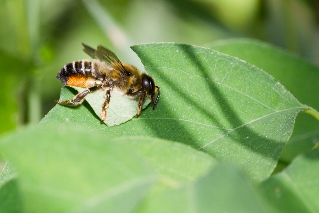 Native Bee Series: Leafcutting Bees — Planet Bee Foundation