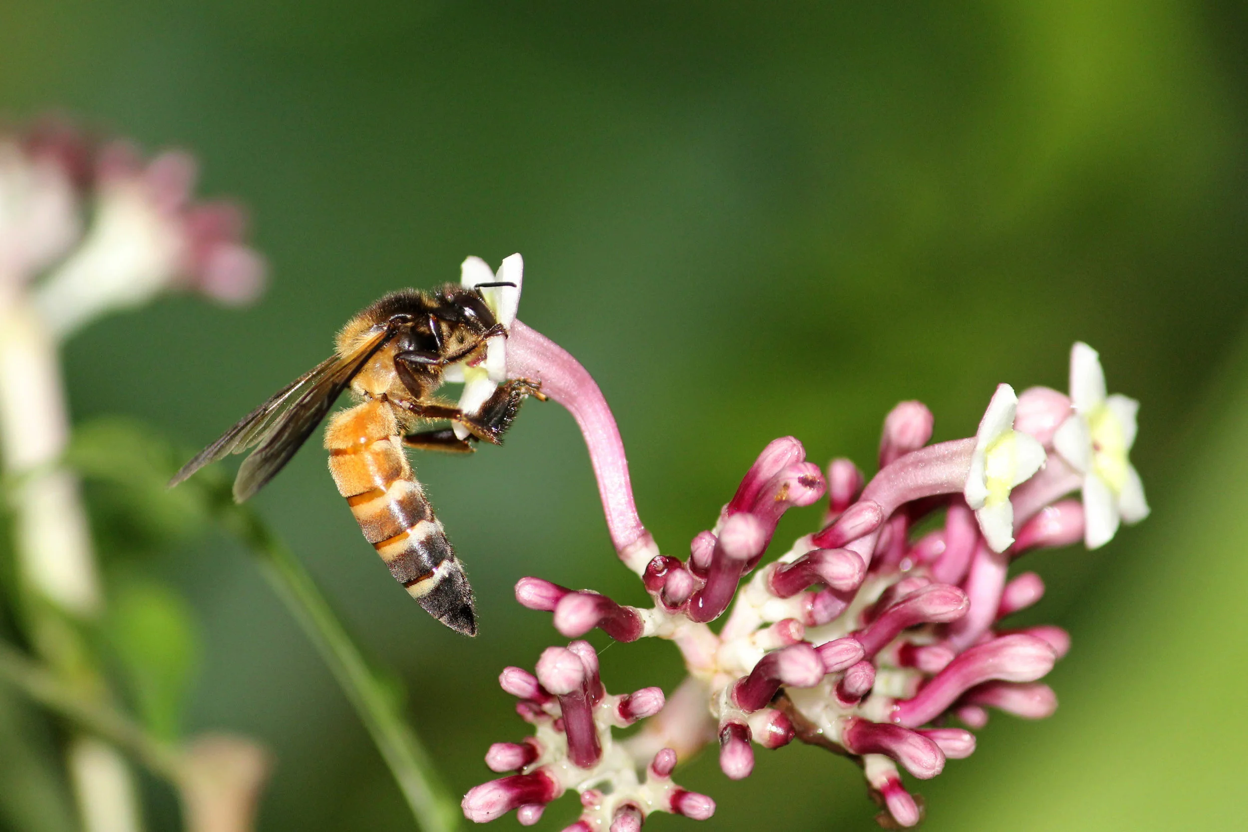Giant Honey Apis Dorsata | The Role of Linked Social-Ecological Systems ...