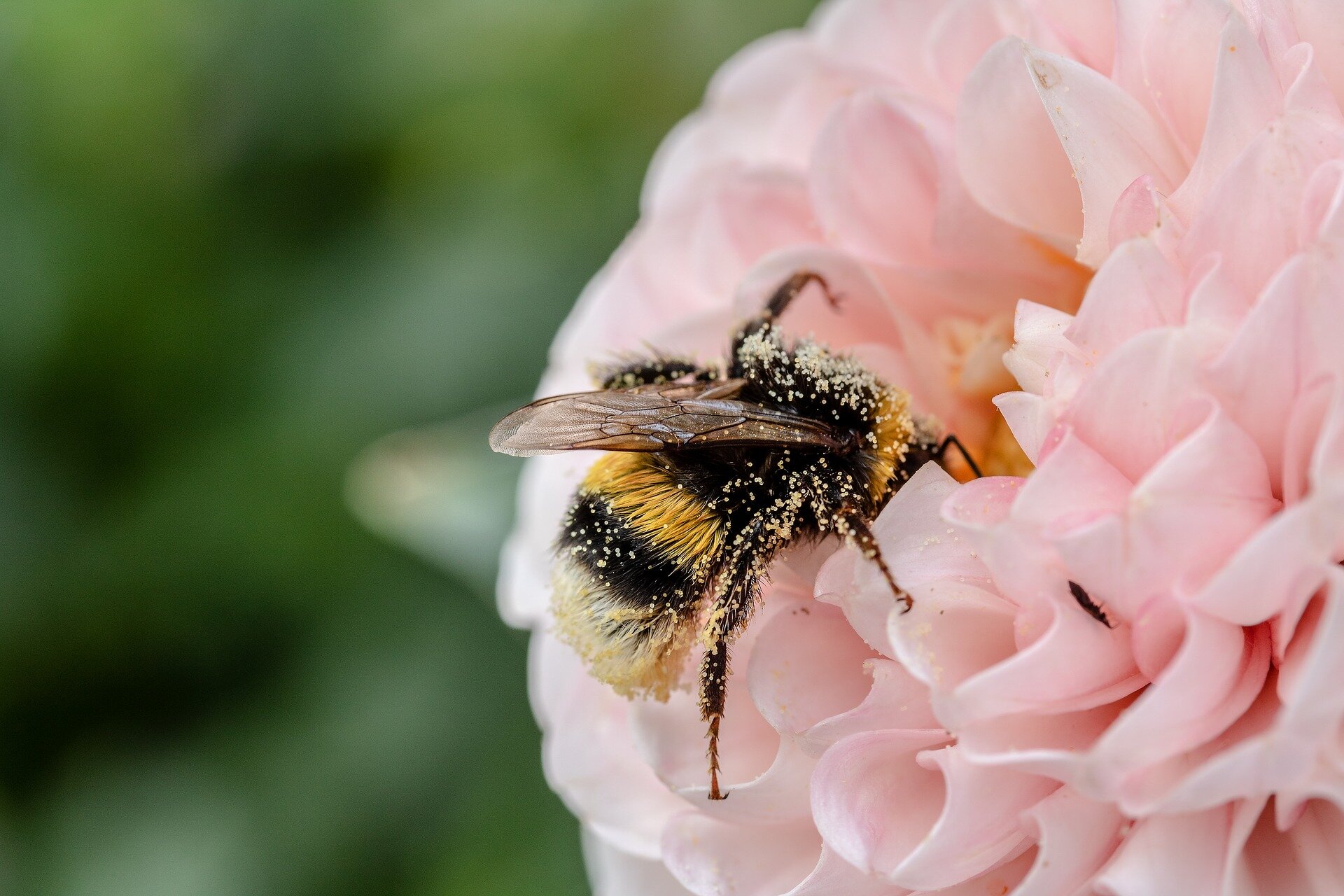 Three Ways to Help the Bees From Home — Planet Bee Foundation