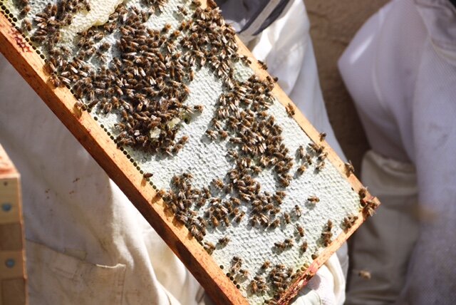 Bee Informed Partnership – Using beekeepers' real world experience
