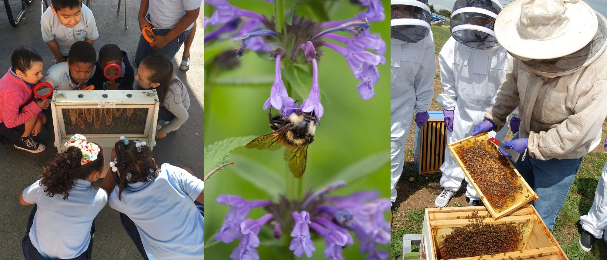 How to Be a Natural Beekeeper – Mother Earth News