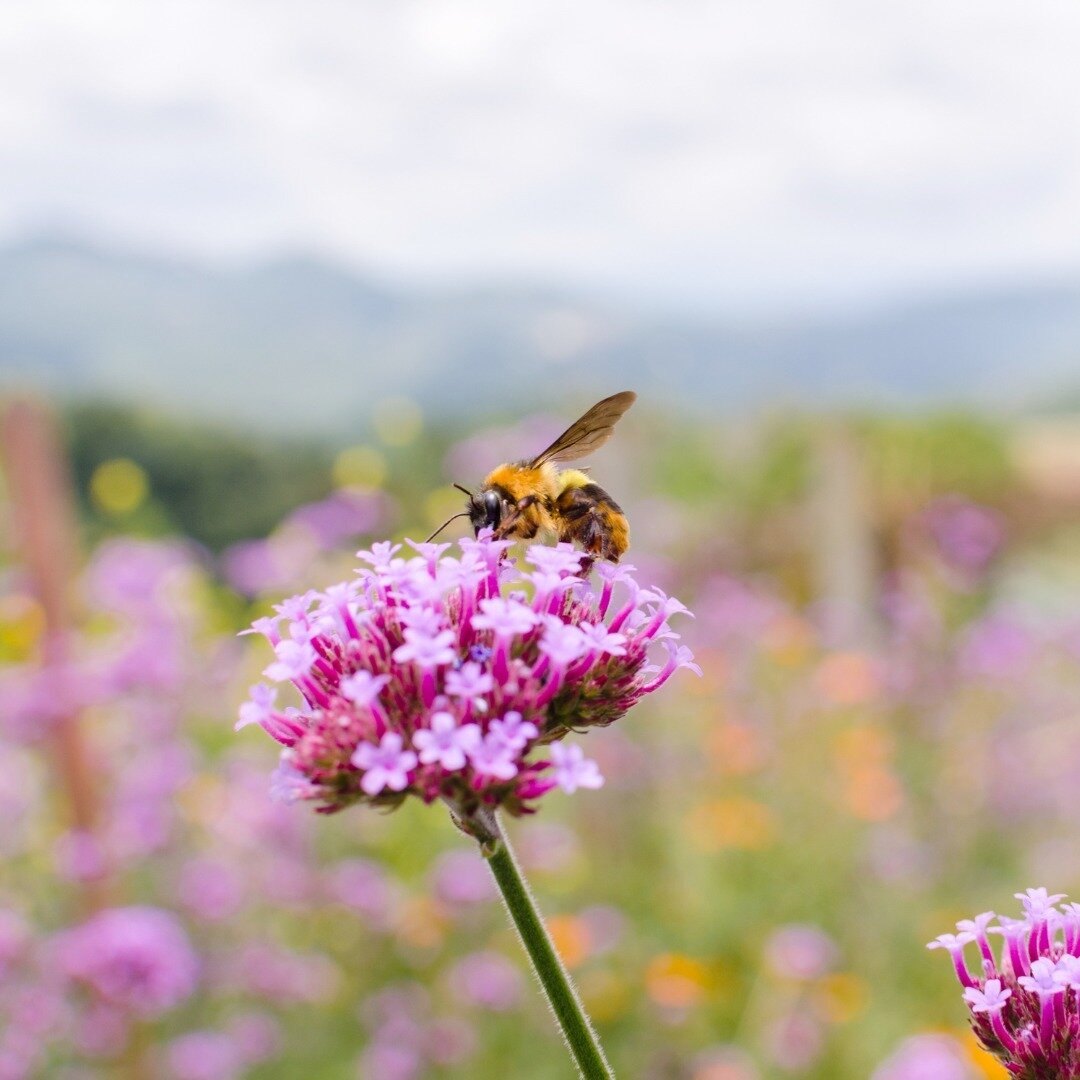 Have you ever been buzzing around your garden and wondered if that is a native bee?⁠
⁠
Here are some tips on how to identify native bees in your own garden:⁠
⁠
🐝 There are two types of bees: solitary bees and social bees. But what&rsquo;s the differ
