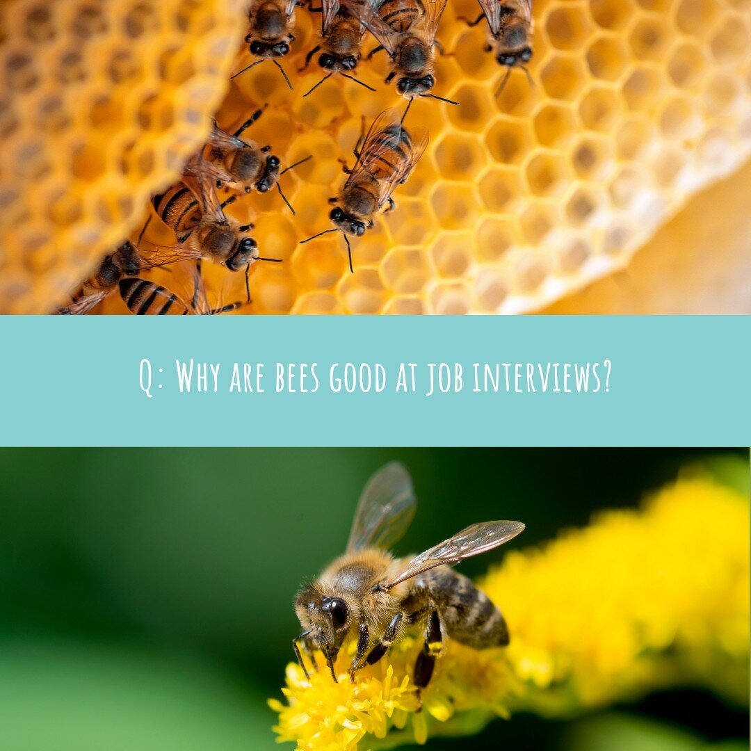 Happy Sunday to our wonderful hive!⁠
⁠
We have a little joke to get you through the day. Did you guess the right answer? 🧐🐝⁠
⁠
#bee #jokes #bees #savethebees
