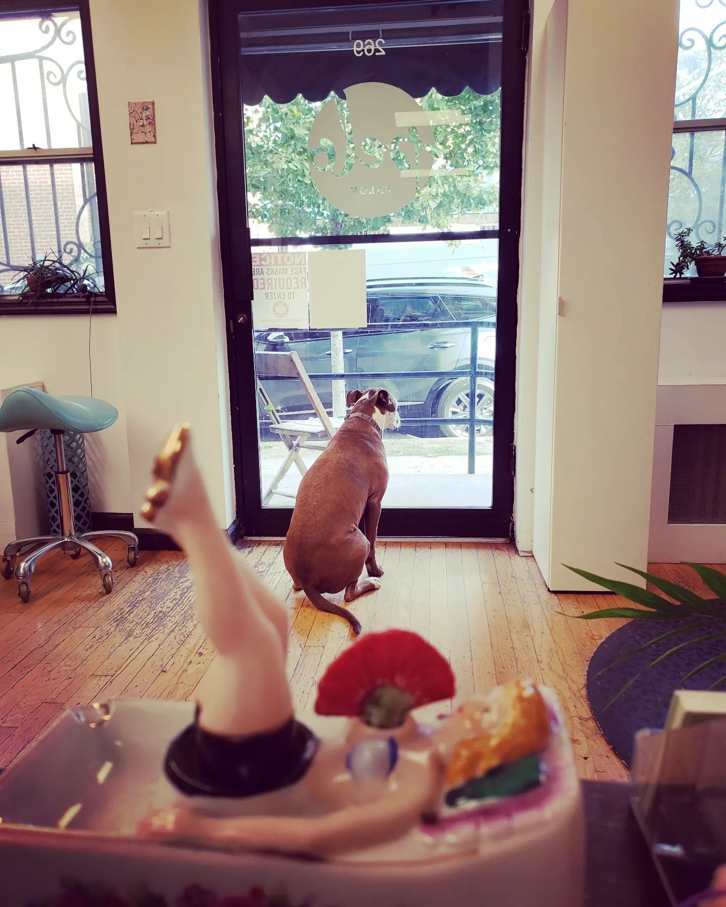 Odessa waits for you💚

#brooklynhairsalon #salondog #beautifulhair #williamsburg  #beautifuldog