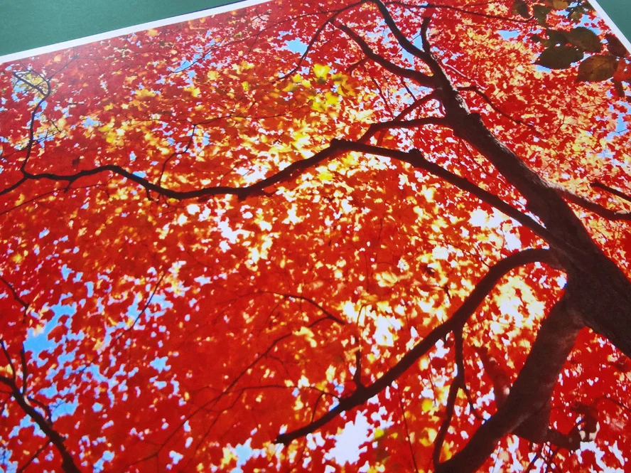 03-Forest_Fire (2).jpg