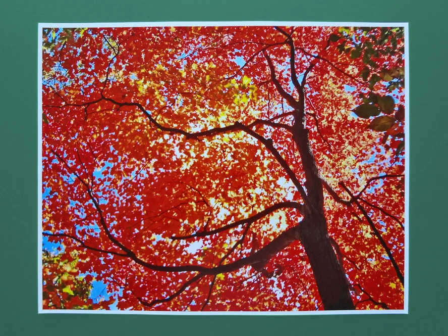 03-Forest_Fire (3).jpg
