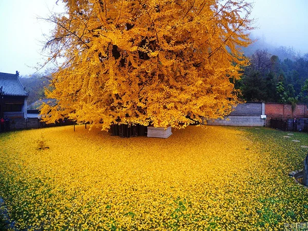 Ginkgo2.jpg