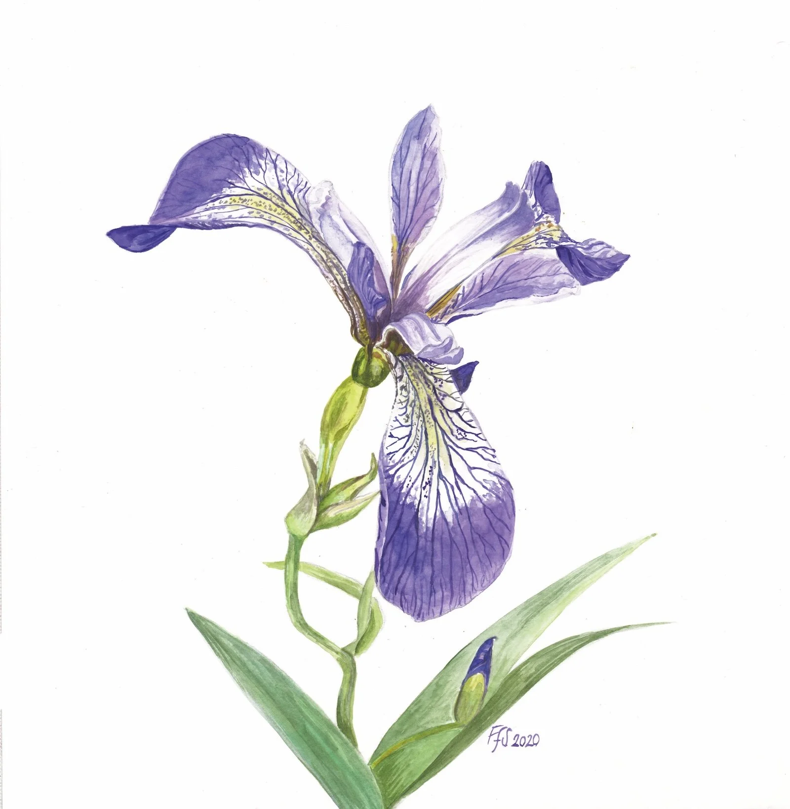 FFS- Alaskan Iris.jpeg