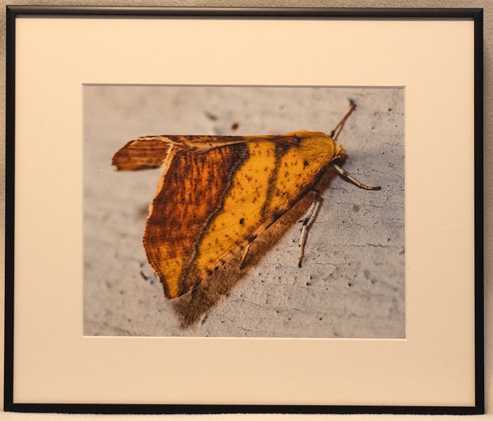 Leaf or Not.jpg