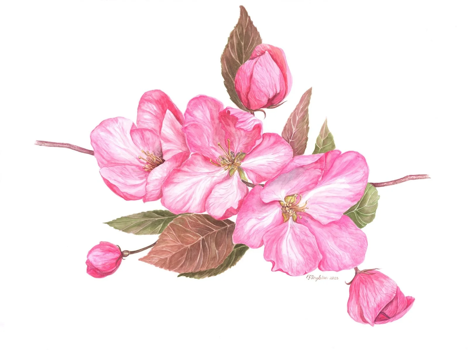 FFS - Choke Cherry Blossoms.jpeg