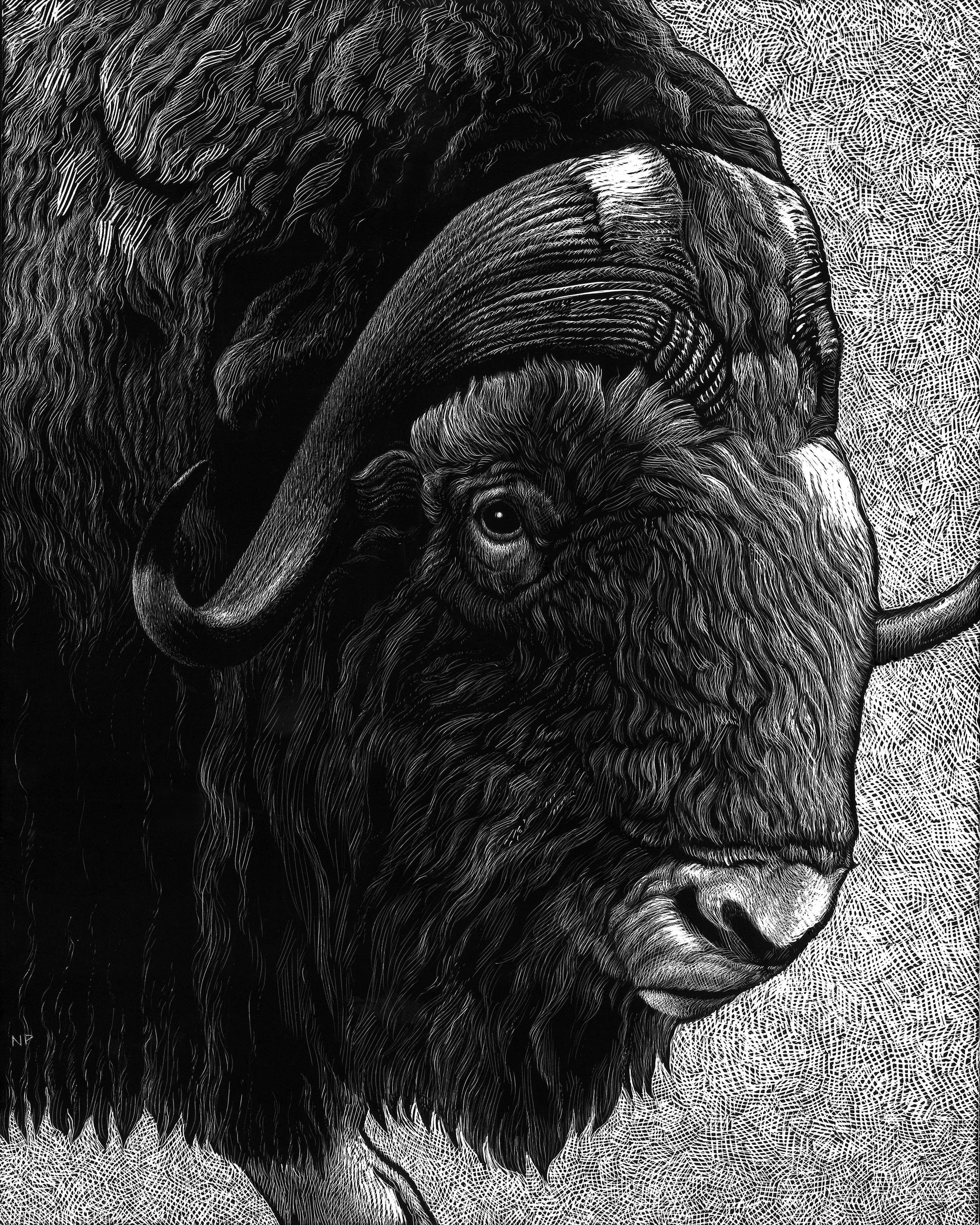 NHPerry+Musk+Ox.jpg