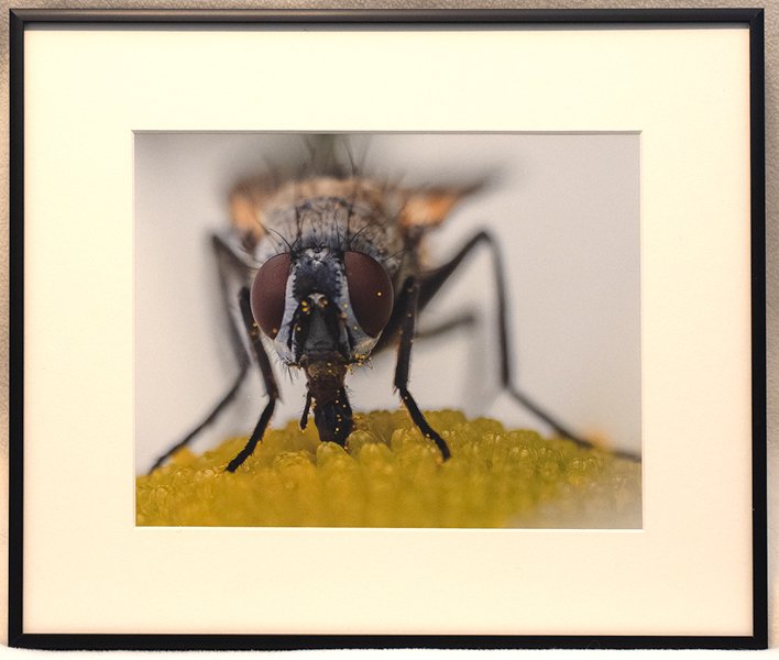 Hover Fly.jpg