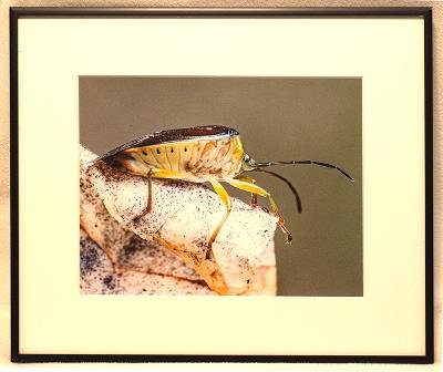 Birch Shield Bug.jpeg