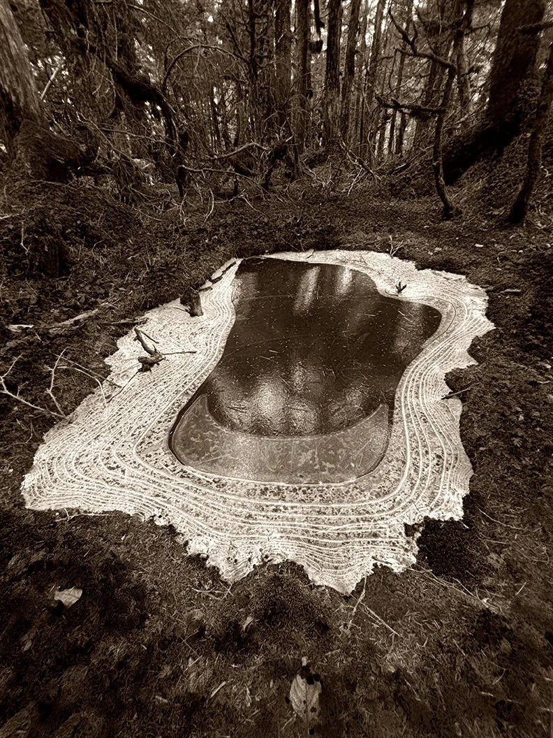 forest+pond.jpg