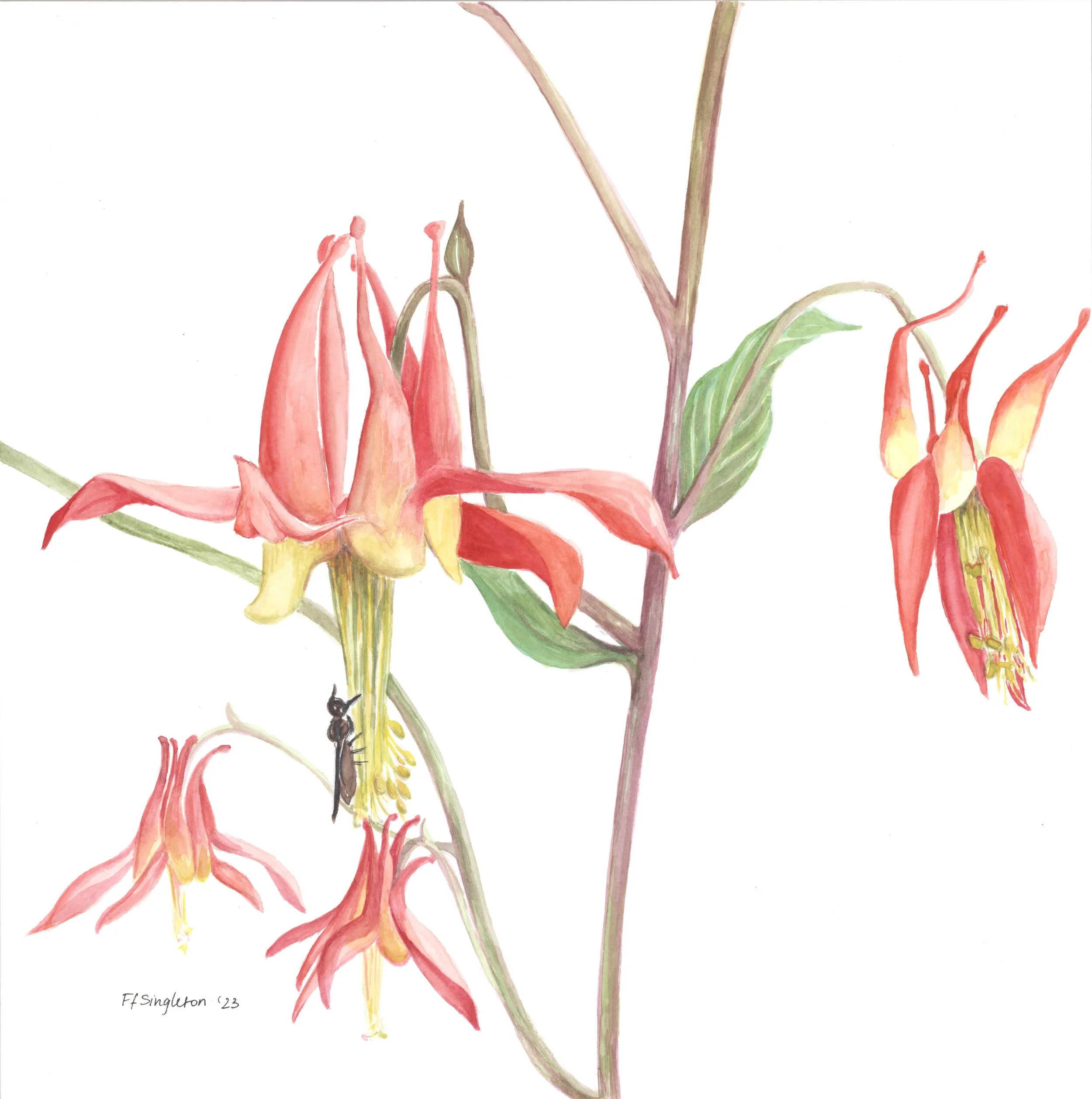 FFS- Ruby Drops (Western Columbine).jpeg