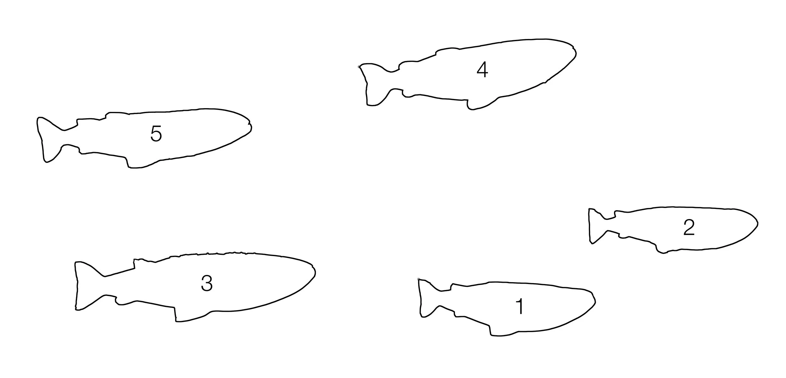 fish diagram.jpg