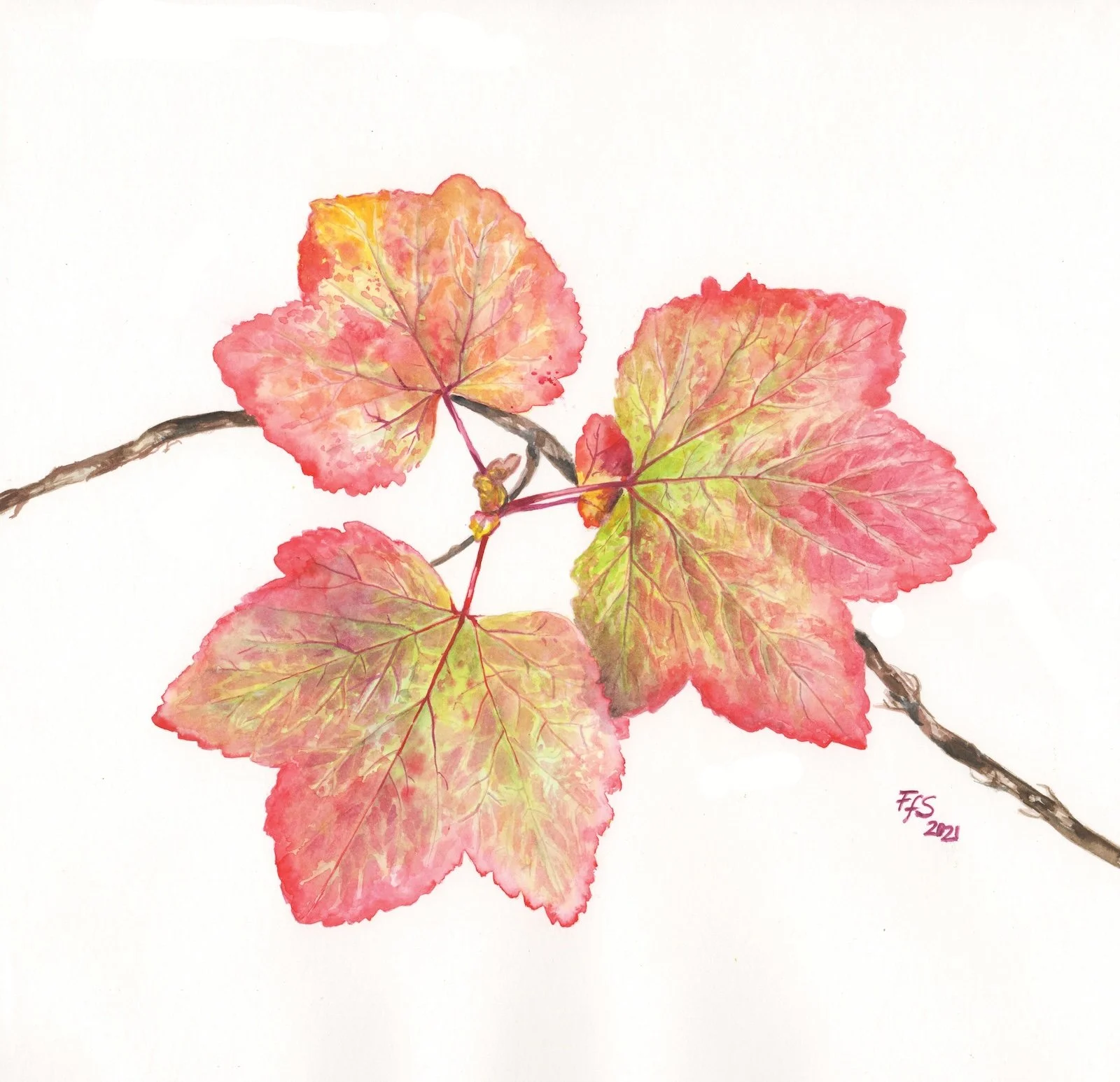 FFS- Cranberry Leaves.jpeg