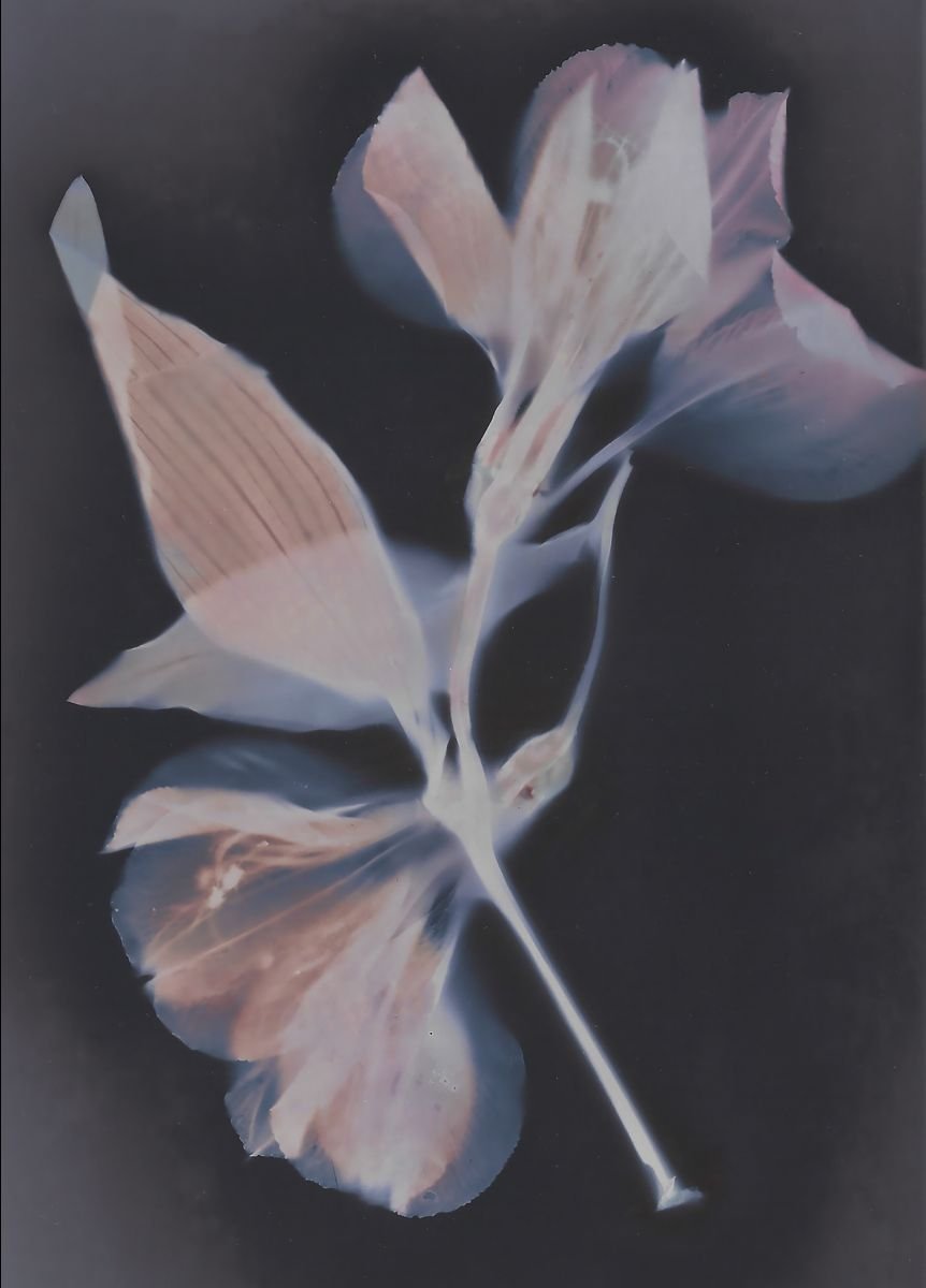 Lux Botanica | Vanessa Powell — International Gallery of Contemporary Art