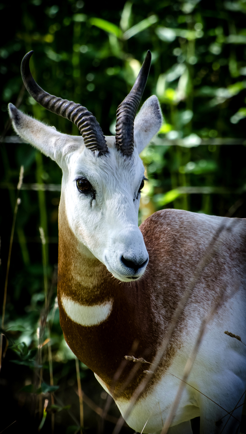 Antelope 1.jpg