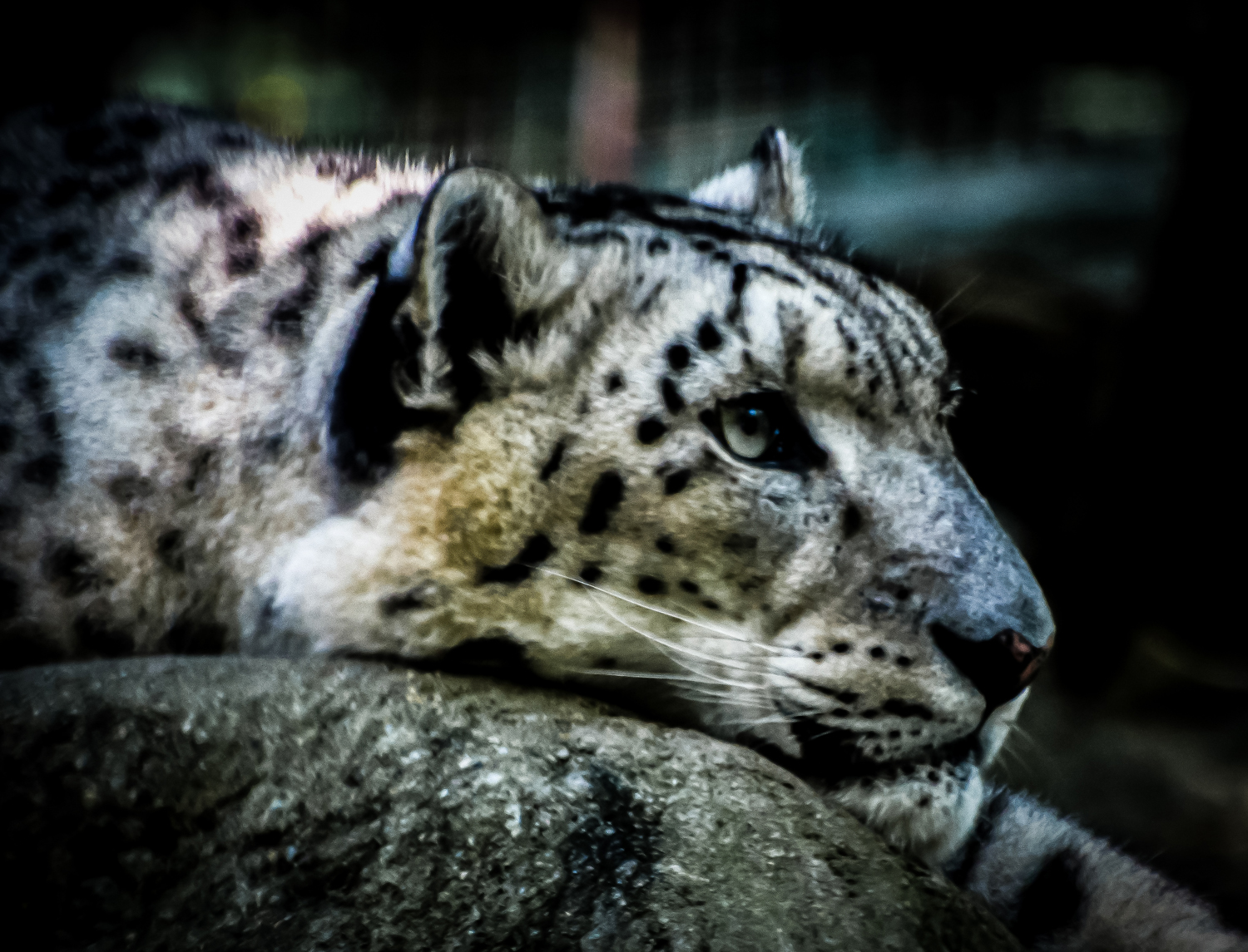 Snow Leopard 1 AA.jpg