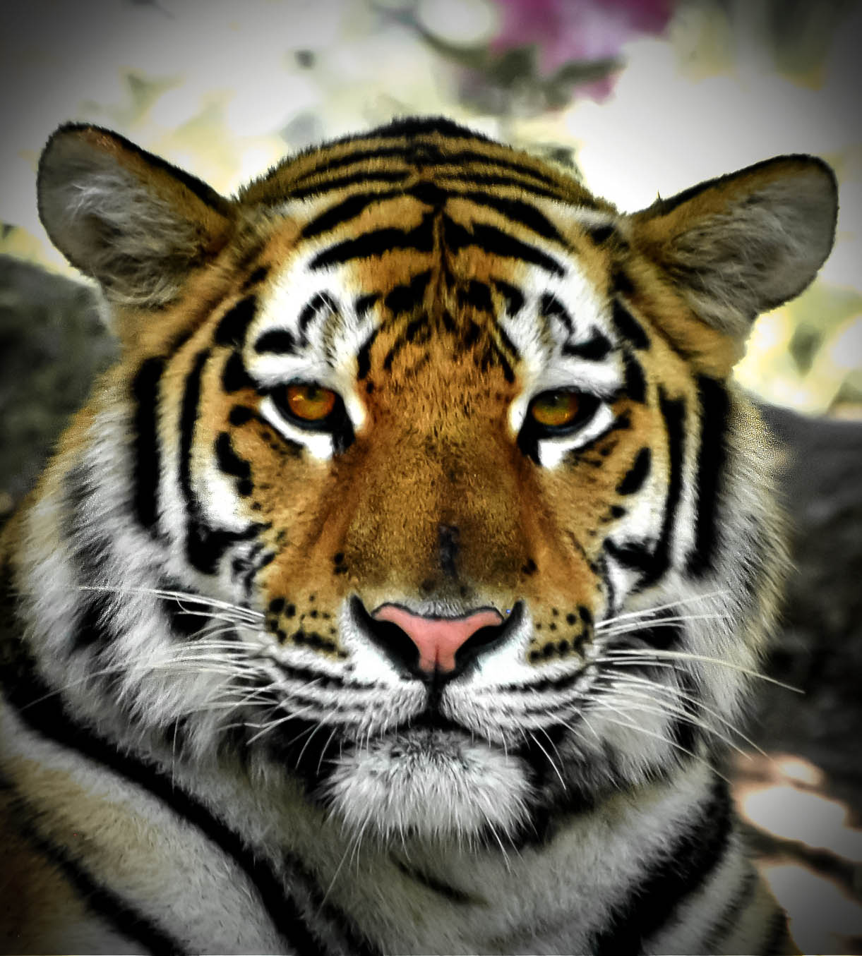 Zoo 2012 Tiger 2A.jpg