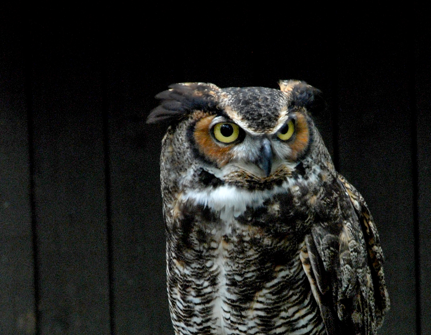 Dudley Great Horned Owl 2.jpg