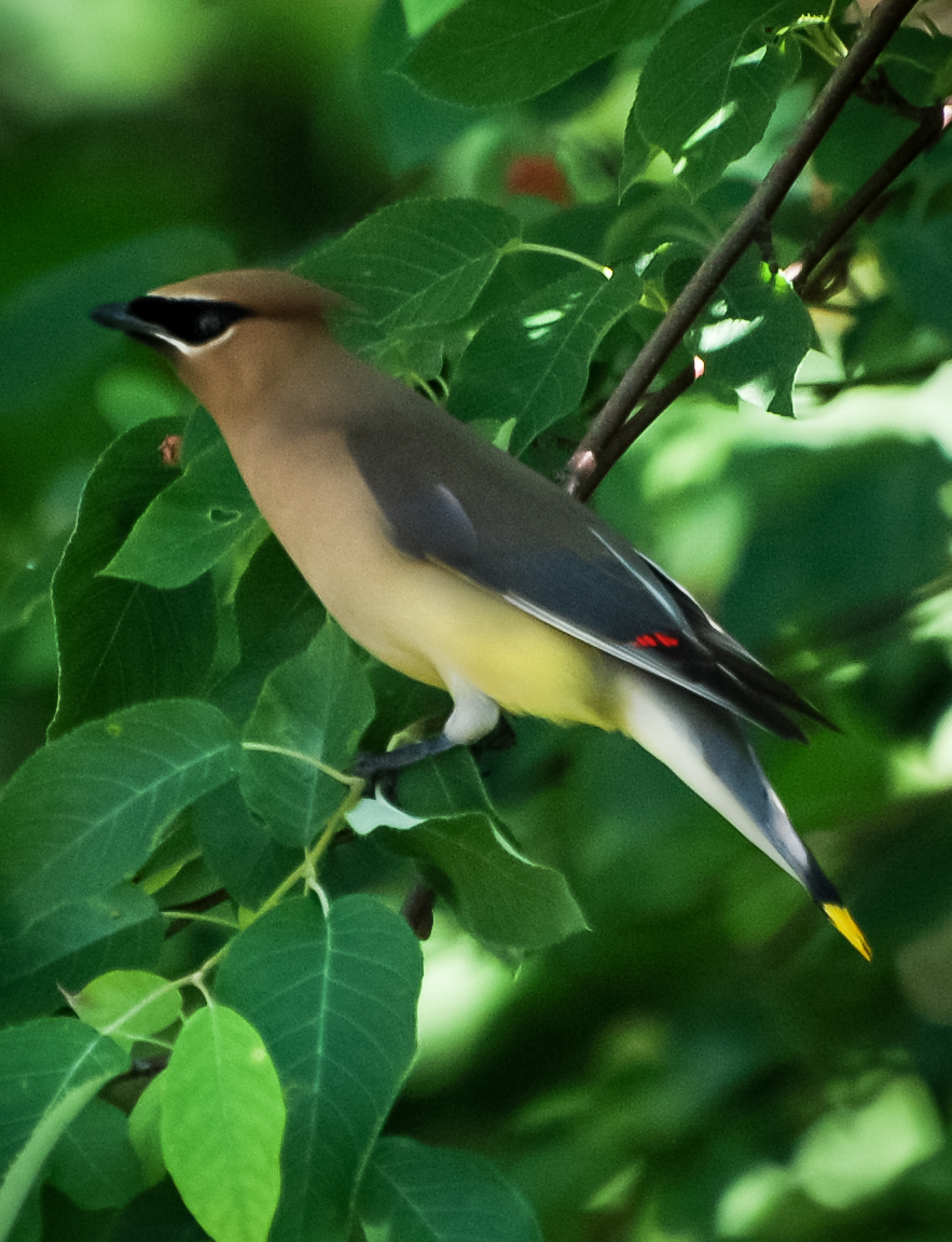 Cedar Waxwing 4.jpg