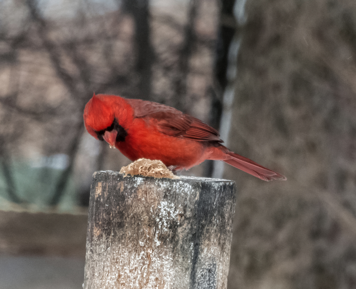 Cardinal on Peanut Butter 1.jpg