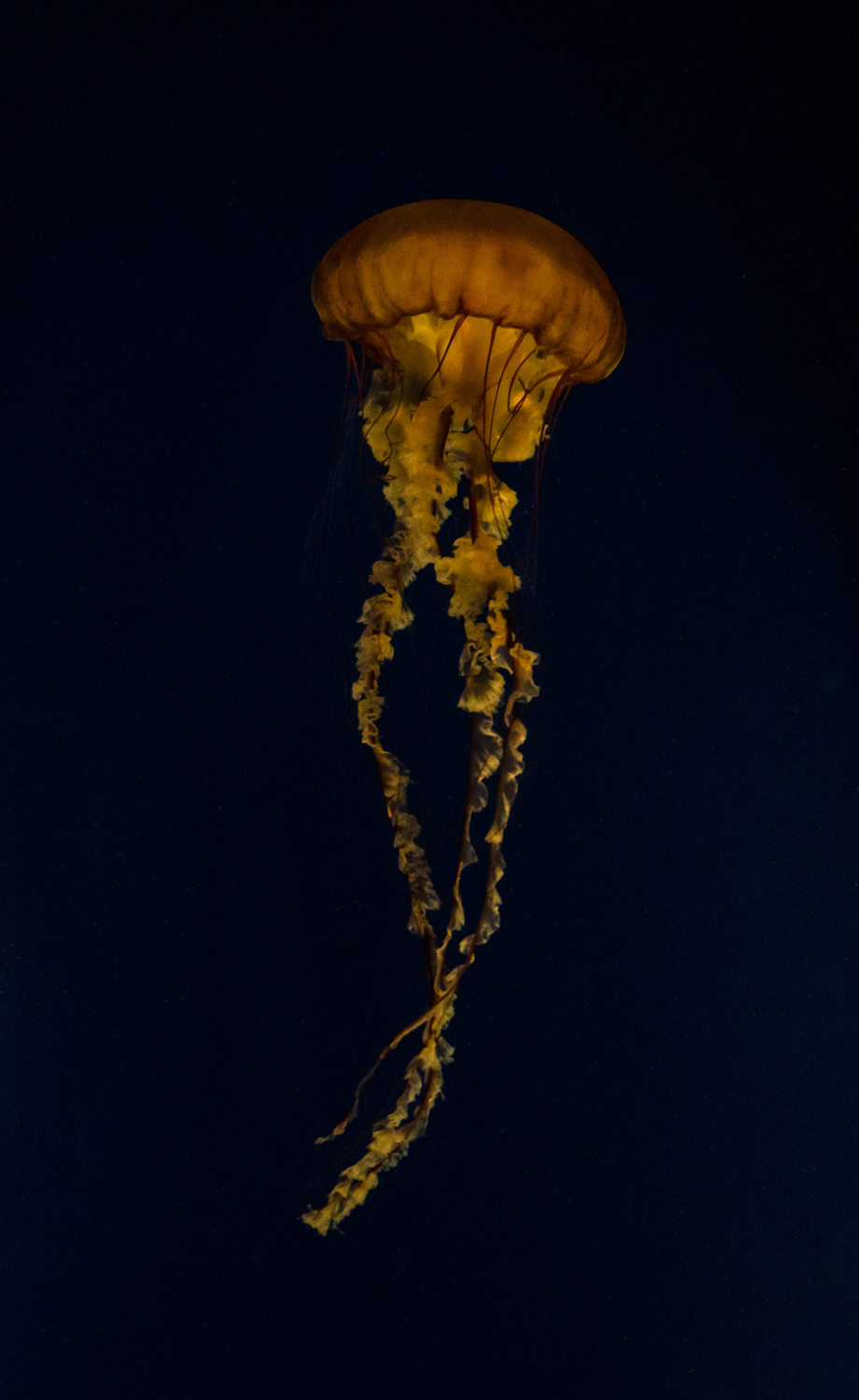 Atlanta Aquarium Jelly Fish 2.jpg