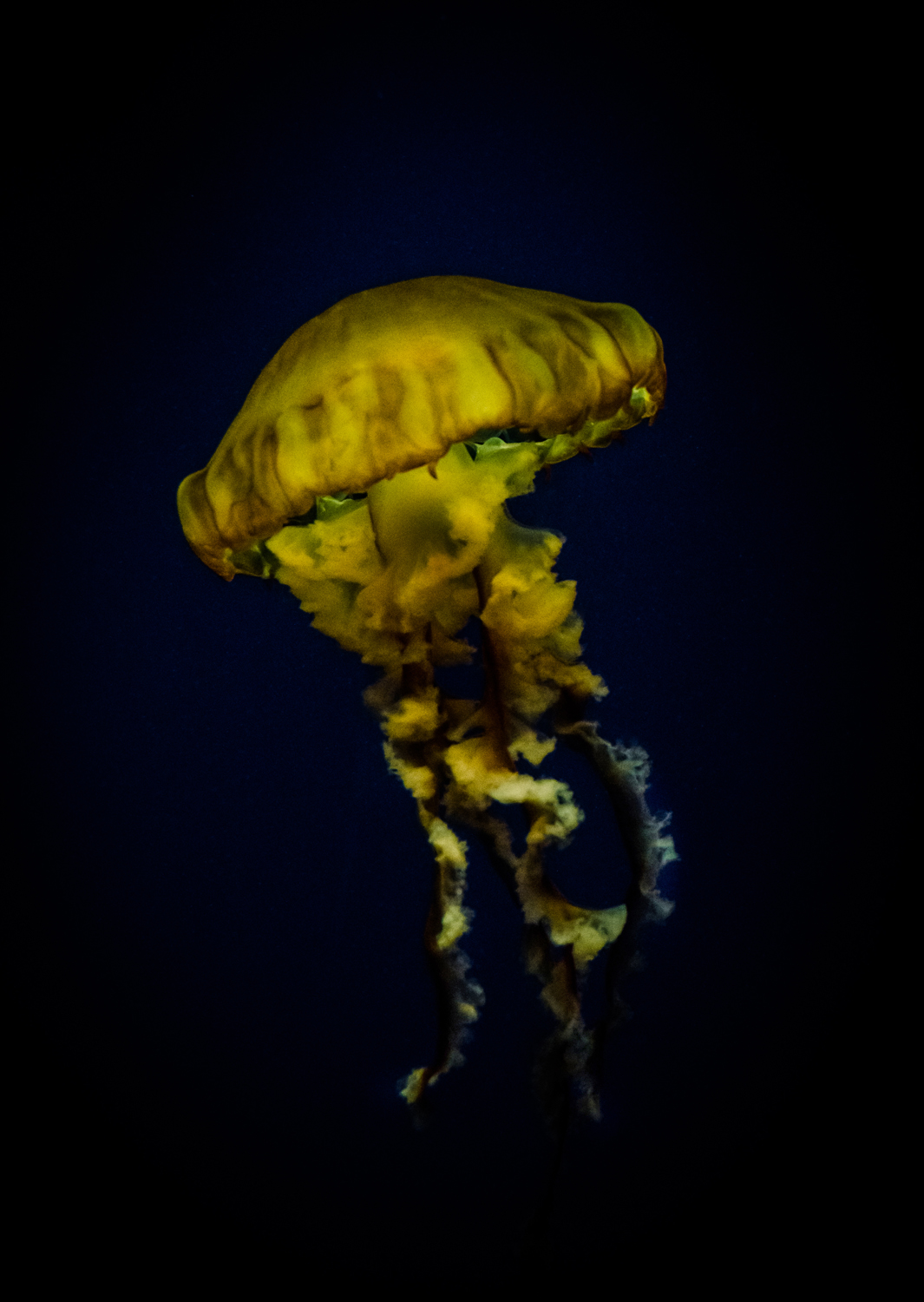 Atlanta Aquarium Jelly Fish 3.jpg