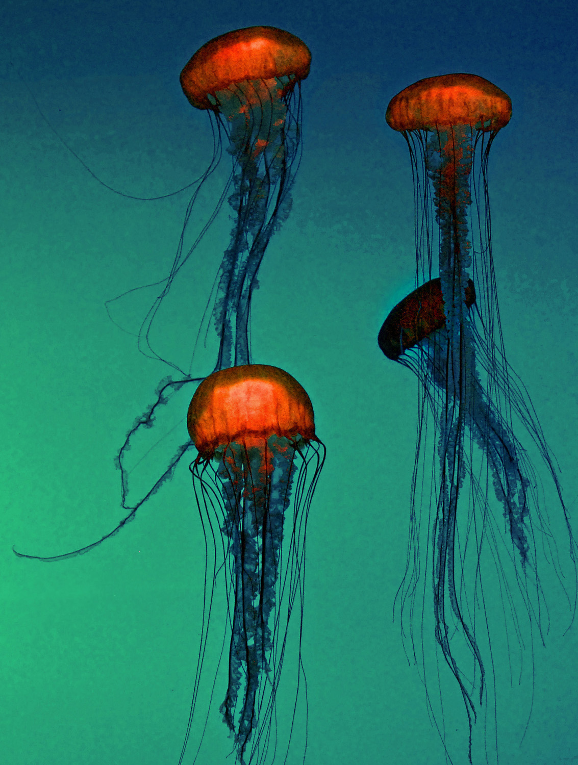 Georgia Aquarium Jellyfish 1.jpg