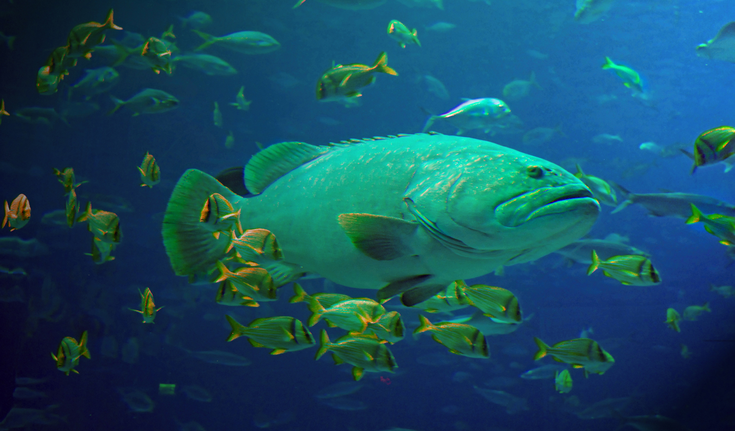 GA Aquarium Grouper Color 2.jpg
