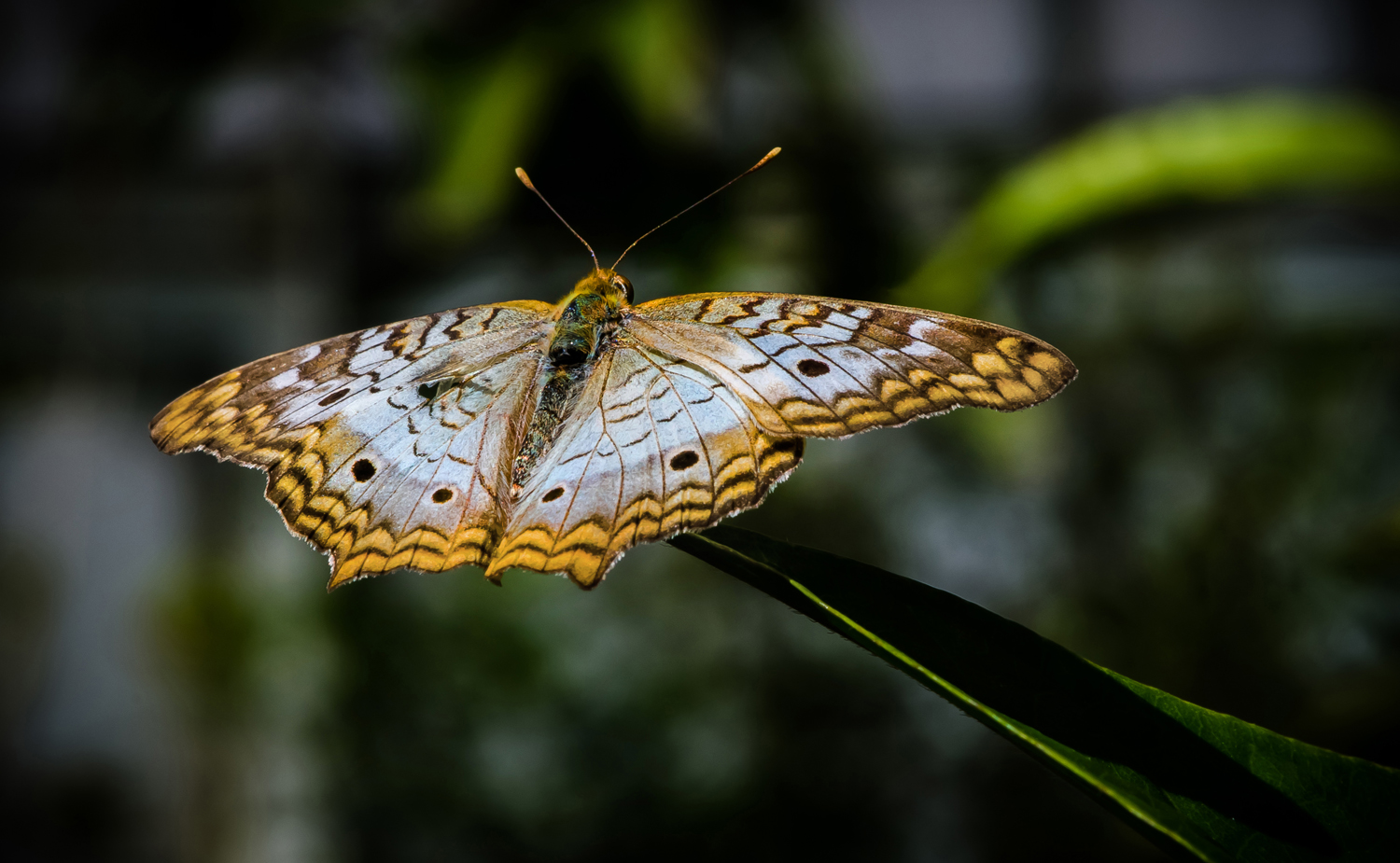 Phipps May 2013 Butterfly 1.jpg