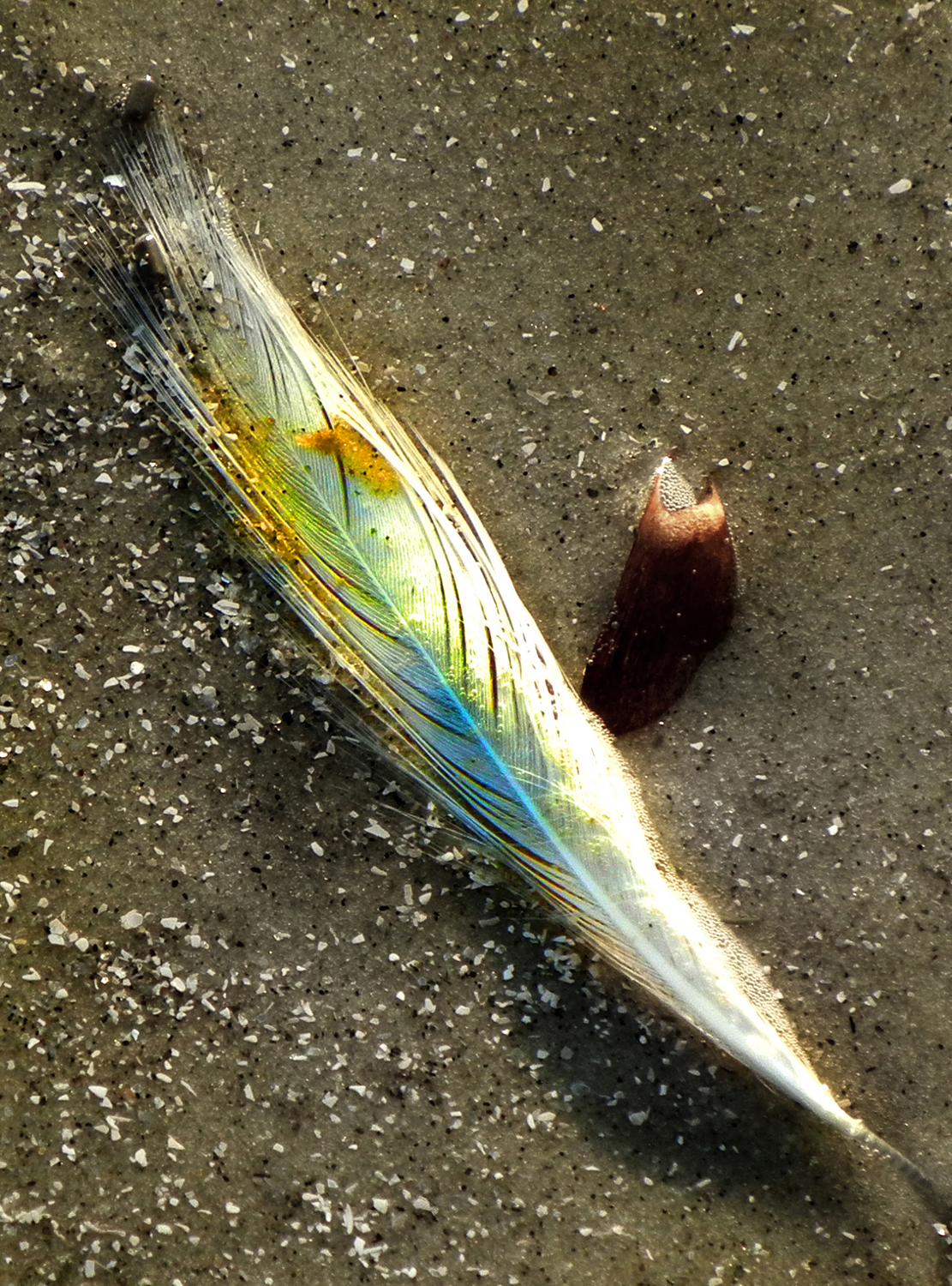 Feather on the beach 2.jpg