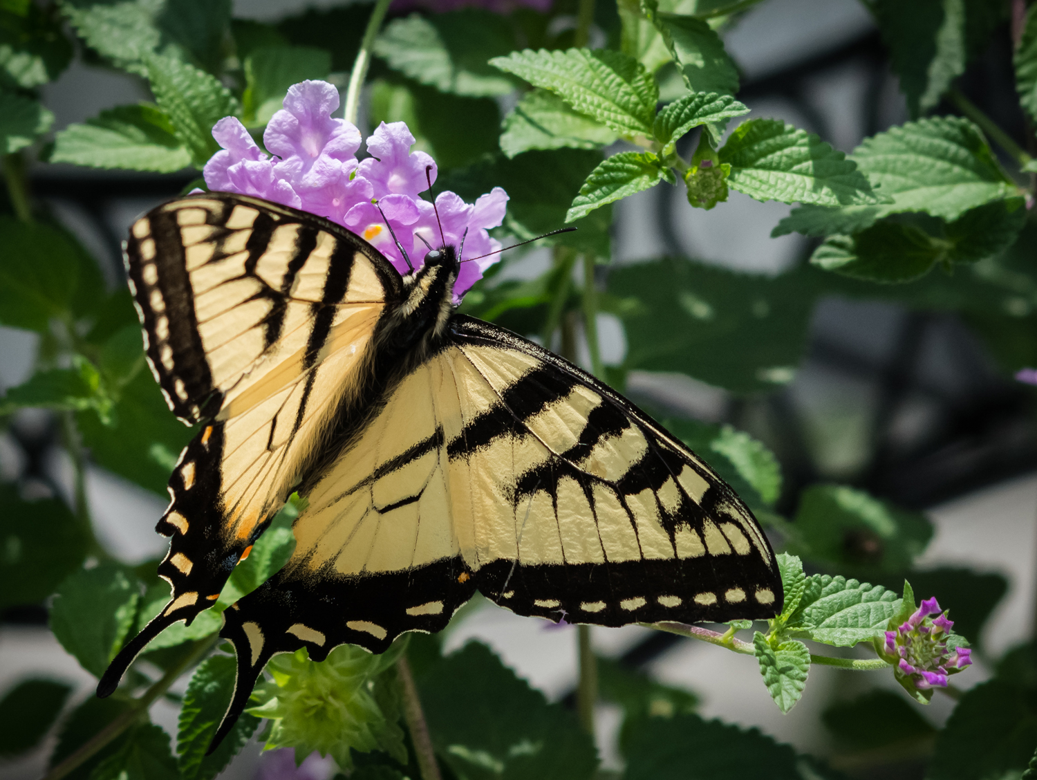 Yellow Swallow Tail 4.jpg