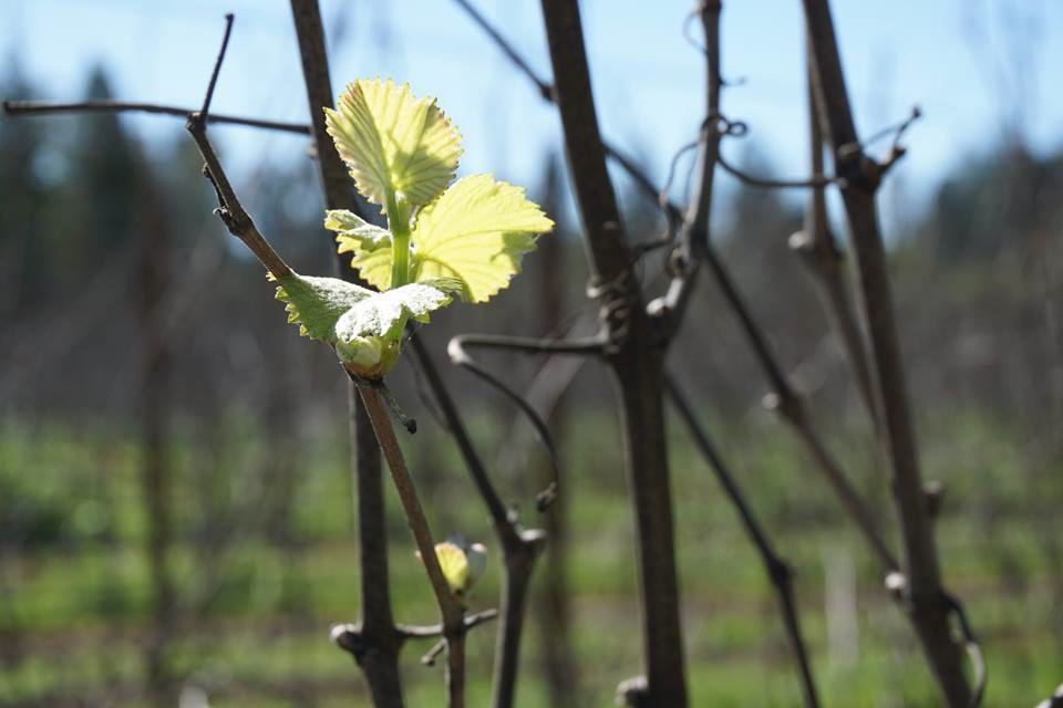 BudBreak2_GantzFamilyVineyards.jpg