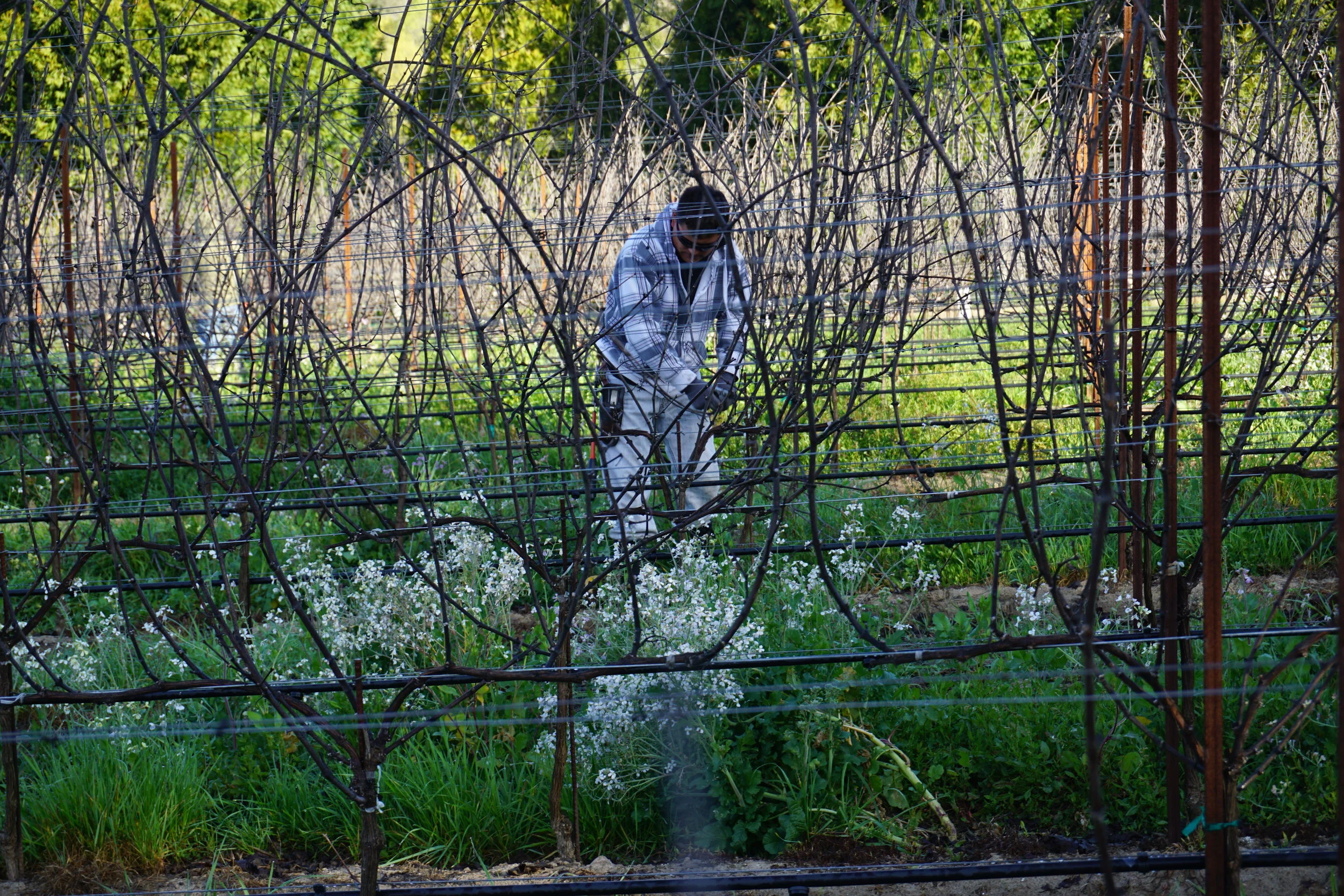 Pruning2_GantzFamilyVineyards.jpg