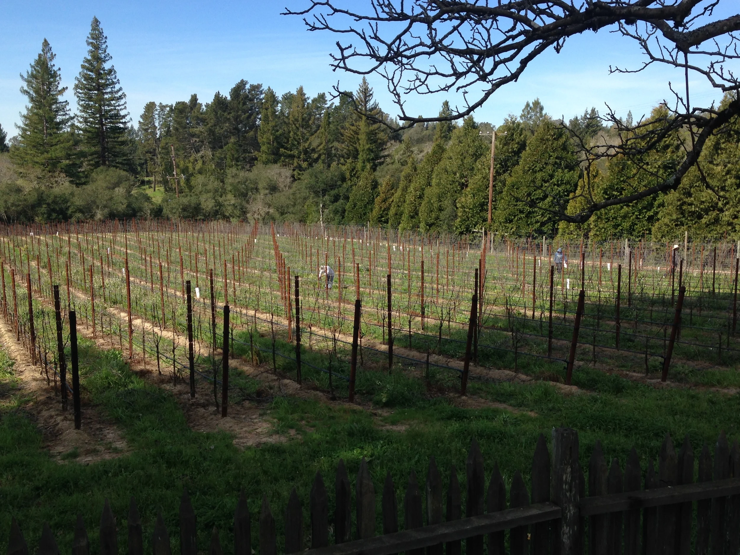 After pruning