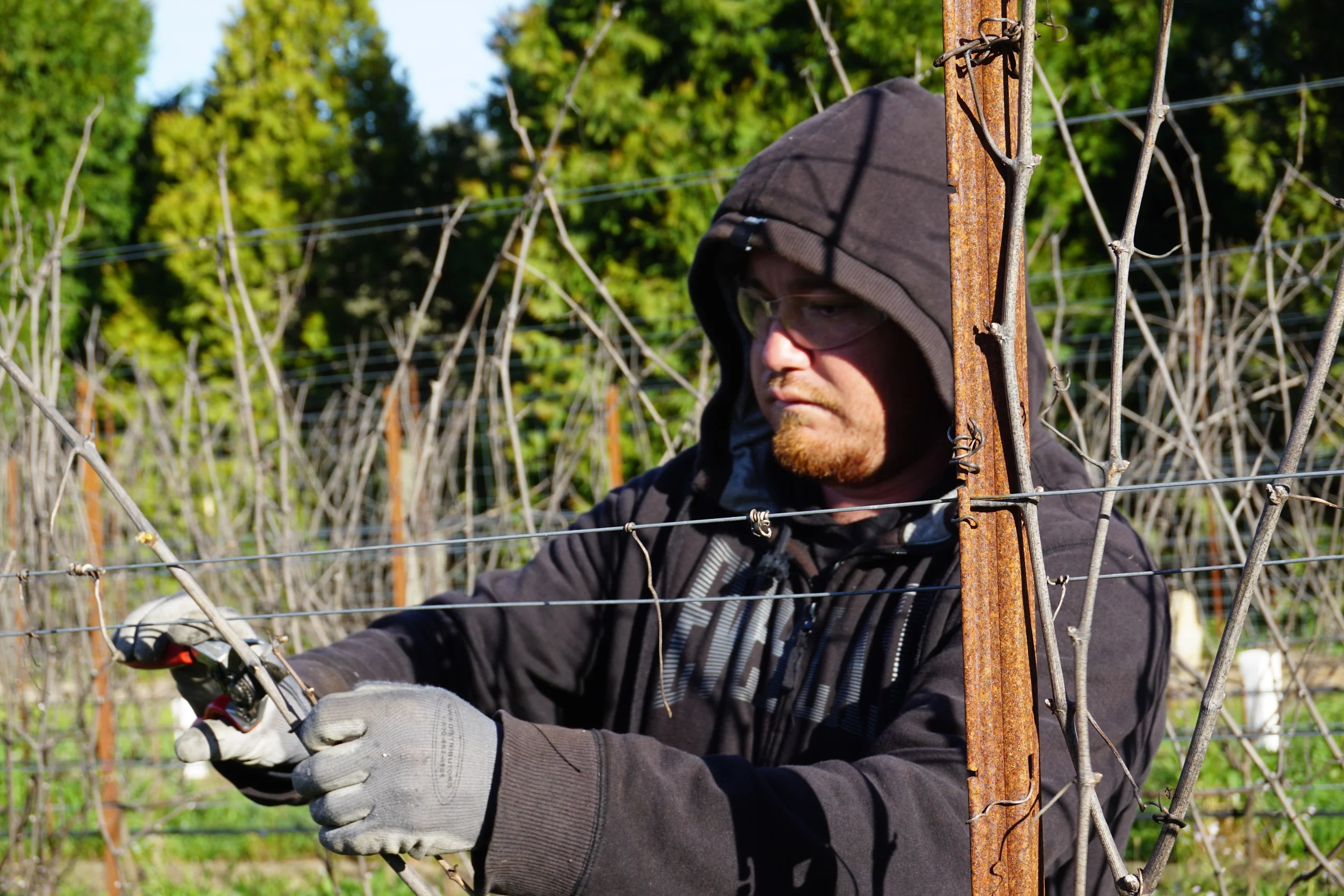 Pruning 2015 at Gantz Family Vineyards
