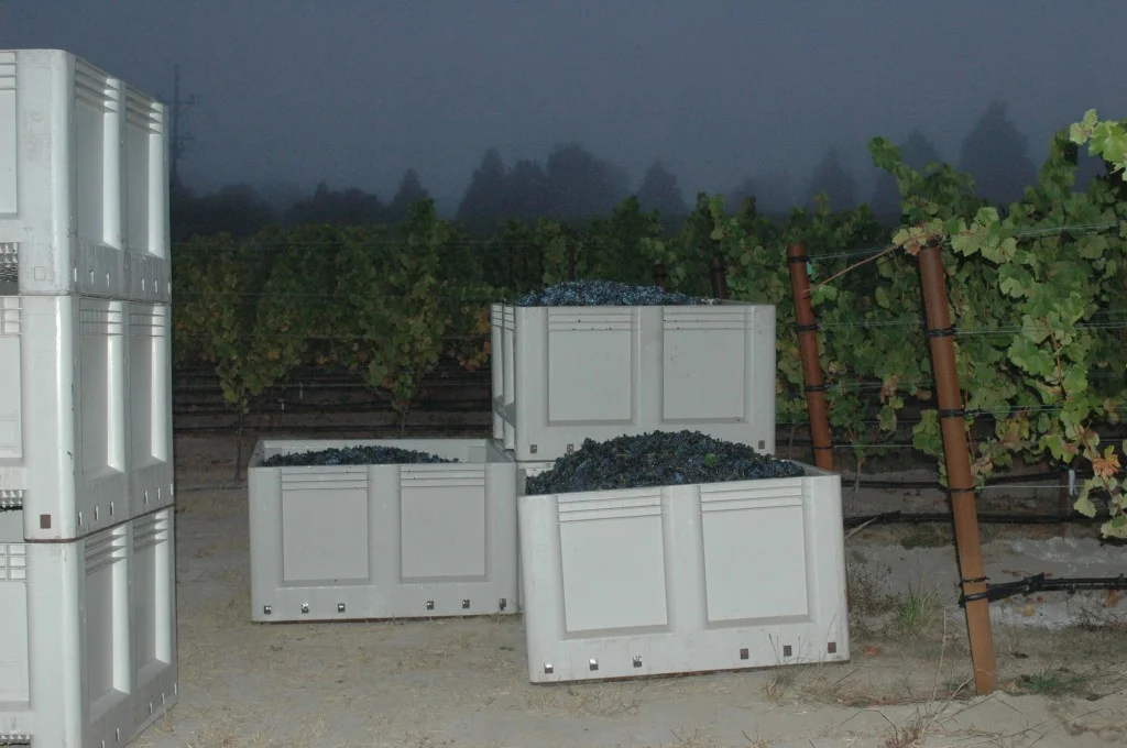 PinorNoir_GantzFamilyVineyards