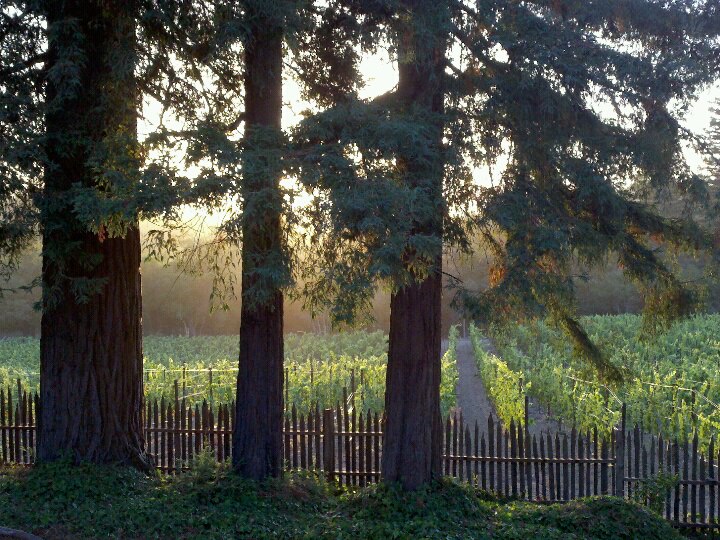 Vineyard_GantzFamilyVineyard.jpg