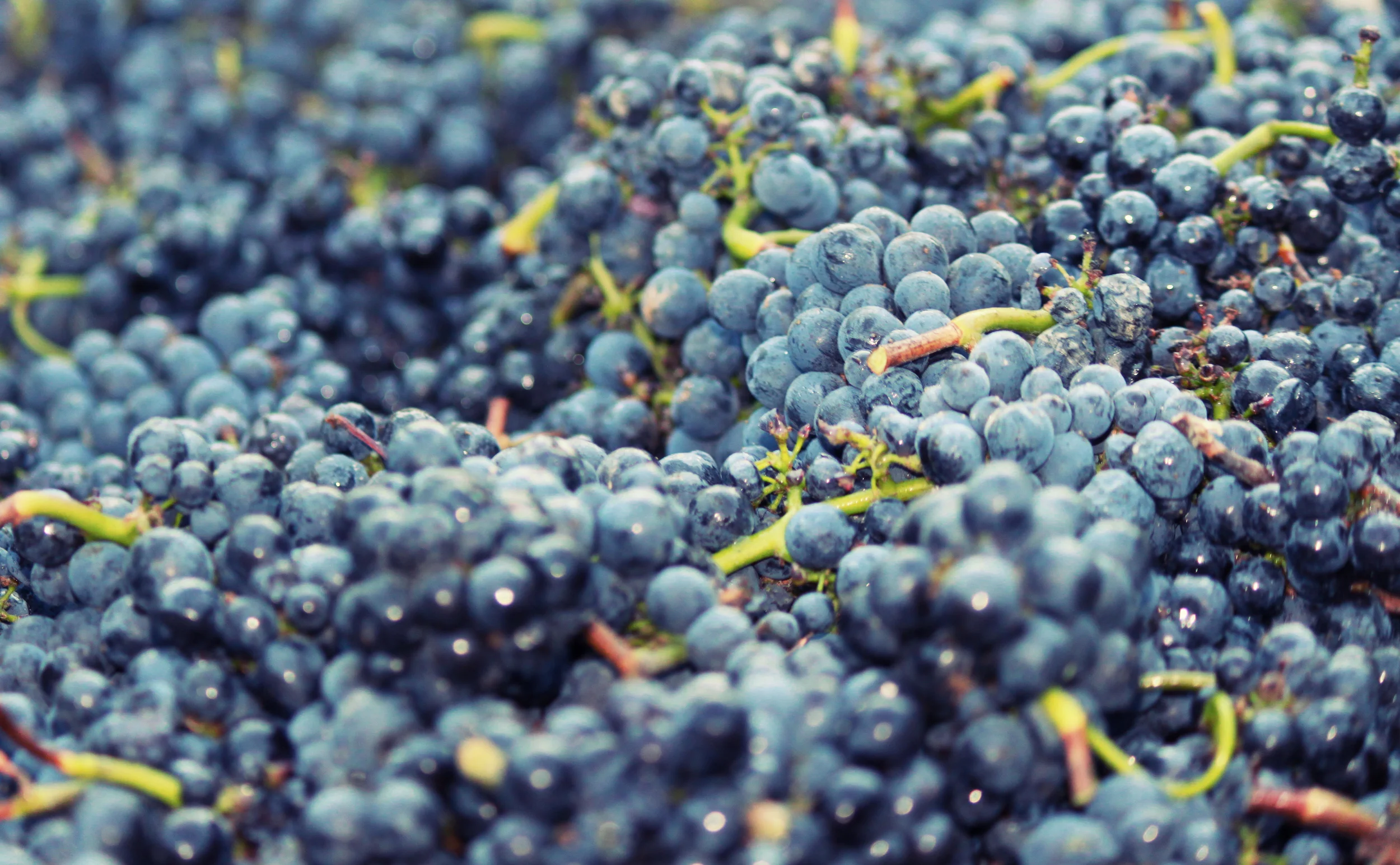 Grapes_Harvest13.jpg